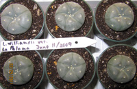 L. Williamsii var. La Paloma 3 to 4cm Six Plants